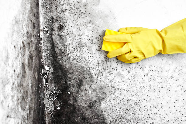 Why You Should Choose Our Mold Remediation Services in North Bend, OR